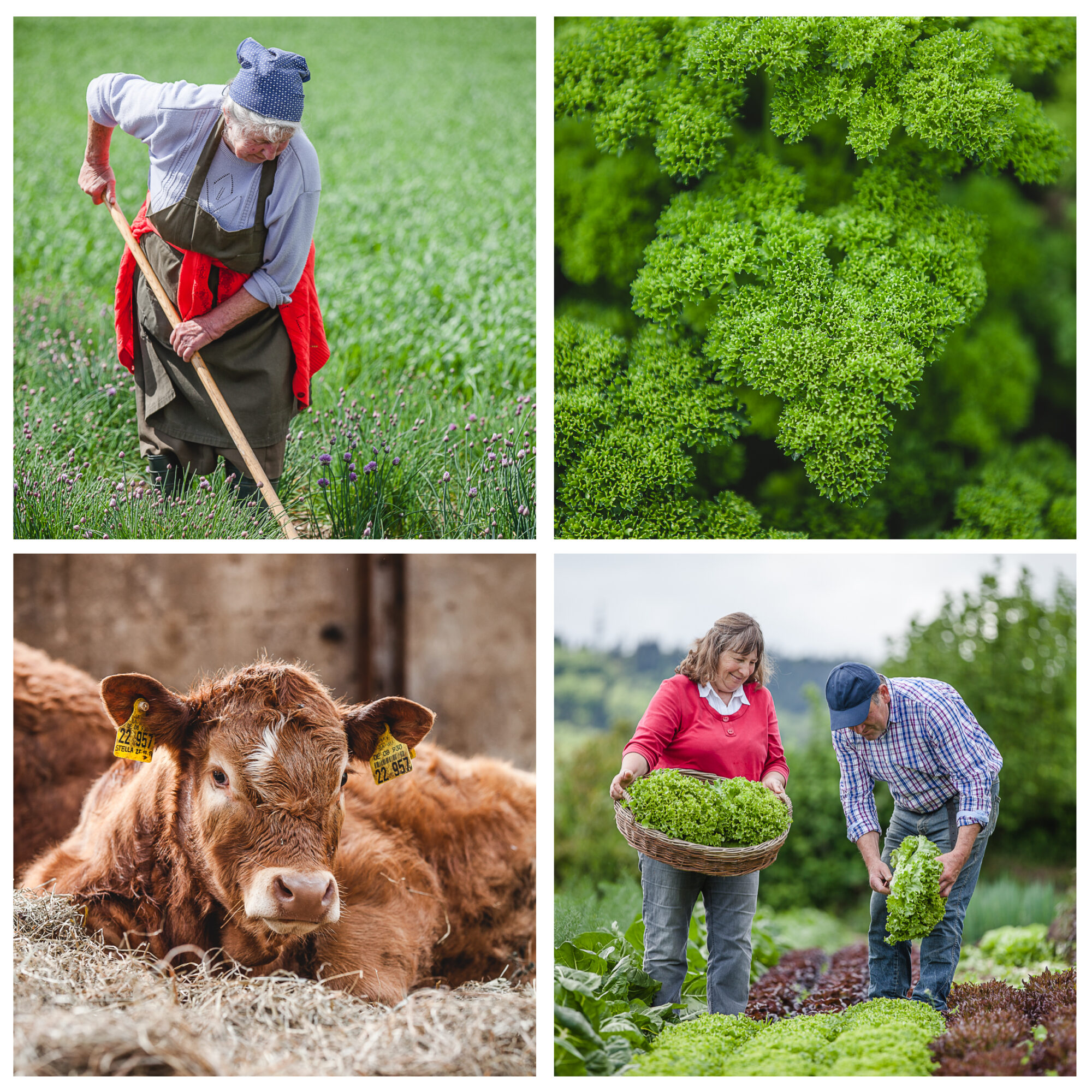 Collage Heimat und Naturfotos, Paar bei Arbeit, Bauernhof, Kuh.